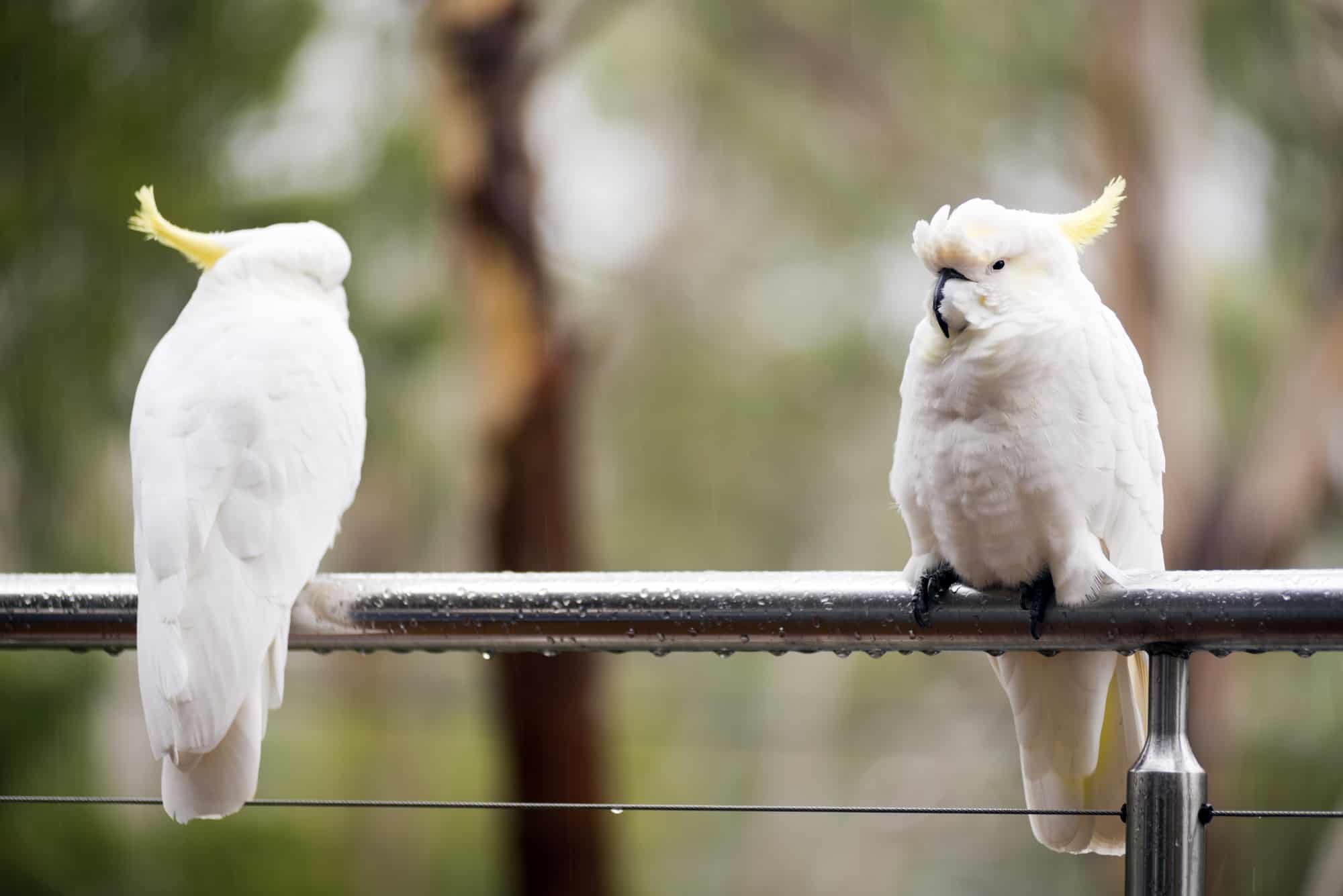 talking ability of gang gang cockatoo