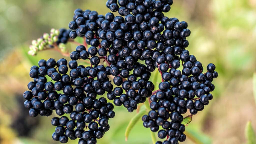 Can Parrots Eat Elderberries? One Danger to Avoid Talkie Parrot