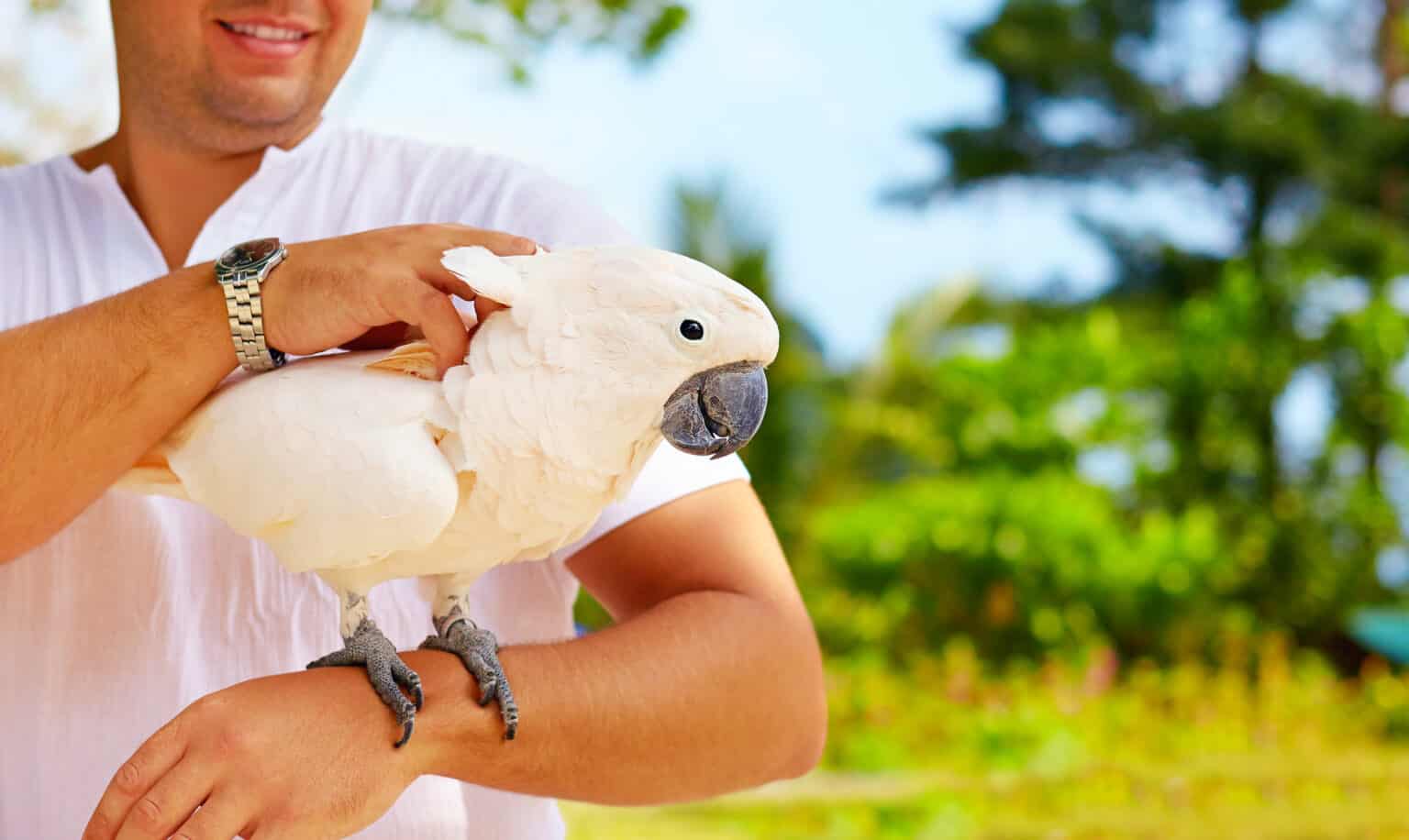 Can Cockatoos Talk? Talkie Parrot