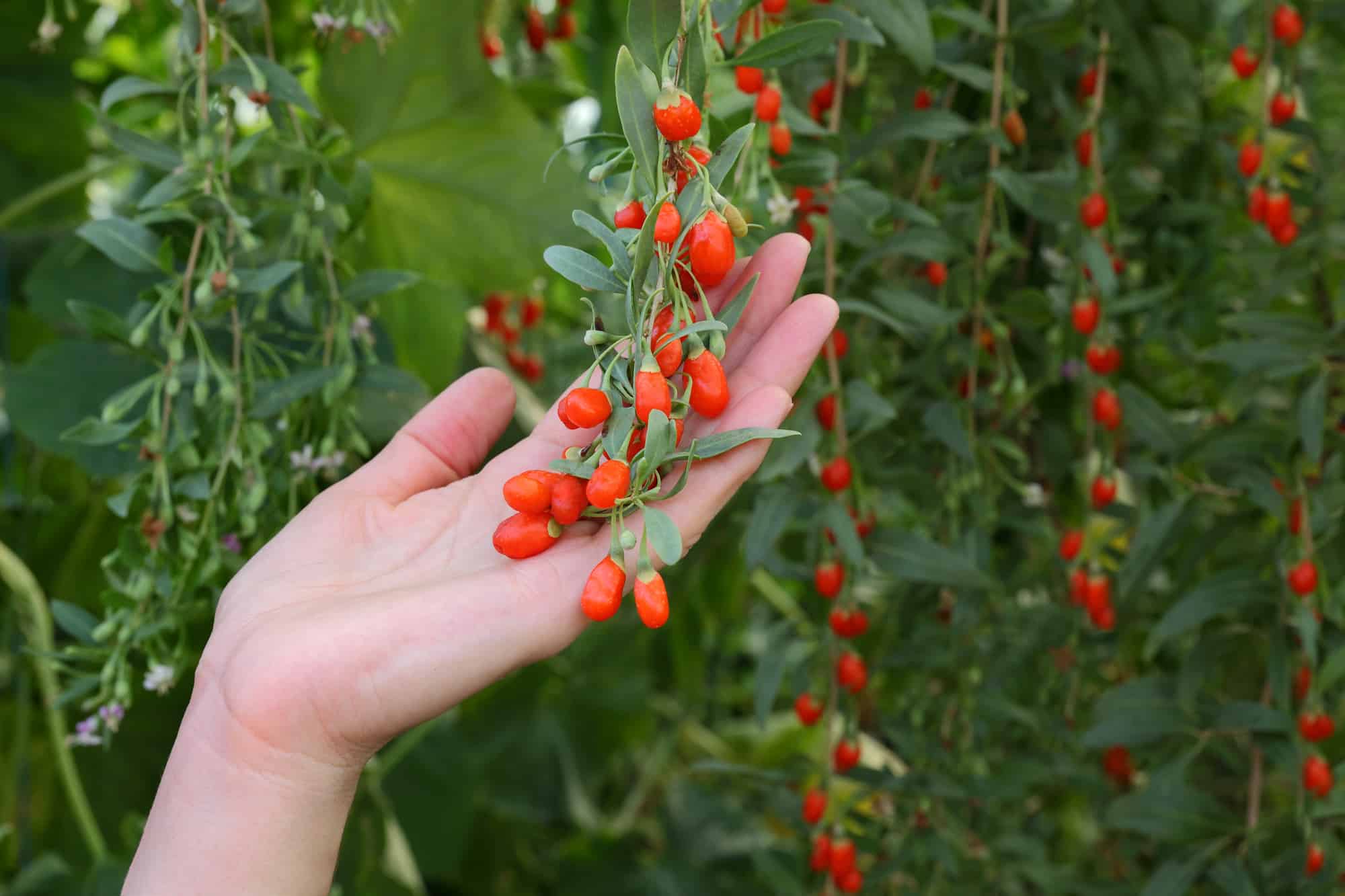 goji berries benefits