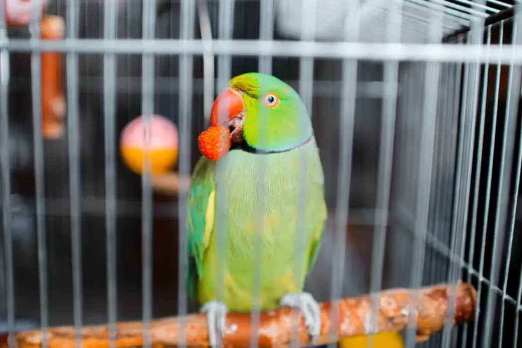 parrot eats goji