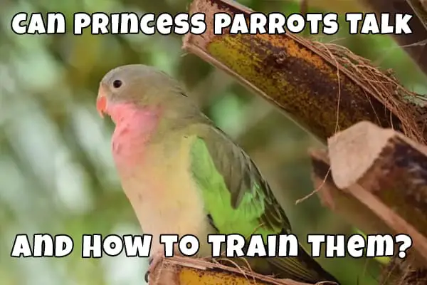 princess parrot talking