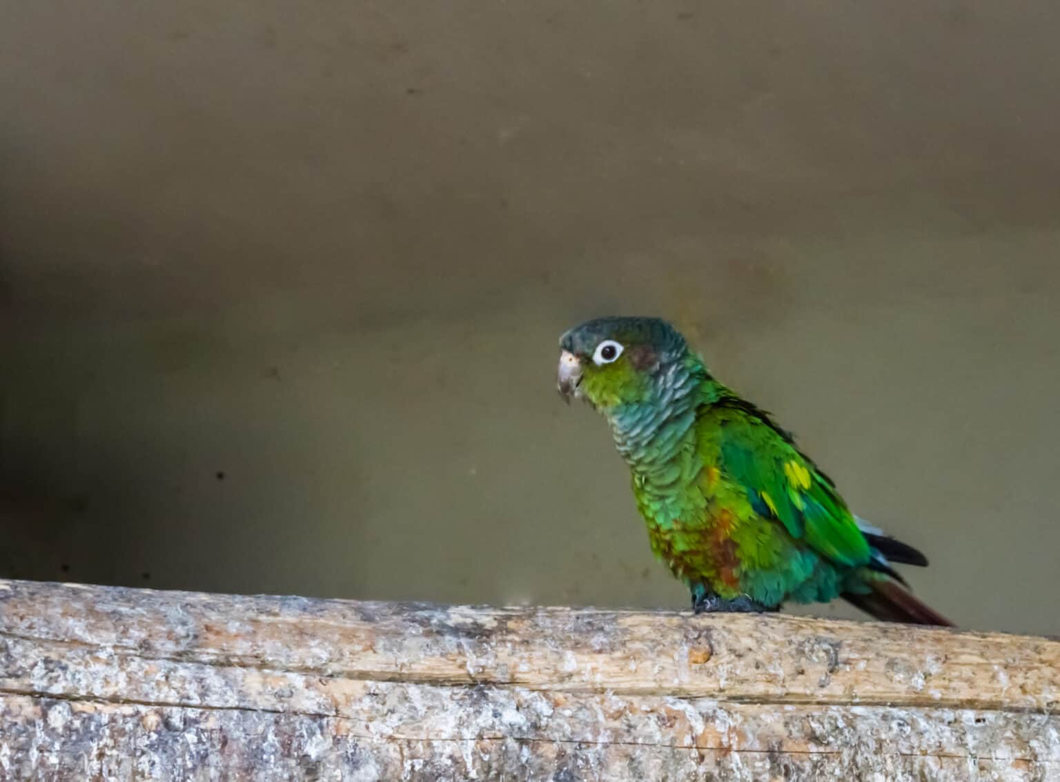Where Do Green Cheek Conures Originate From? Talkie Parrot