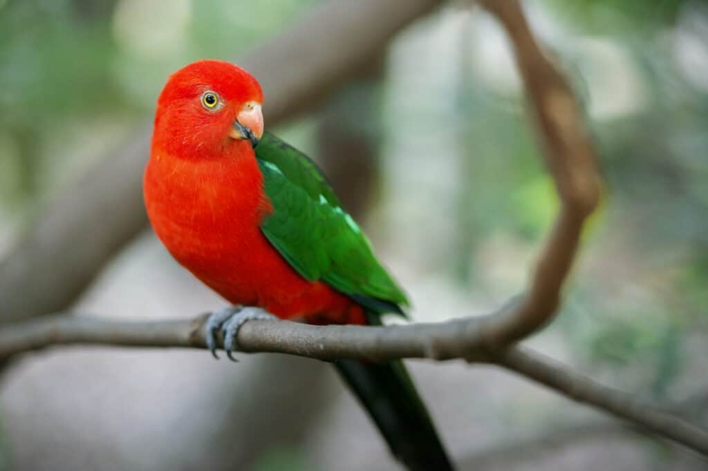 Are Parrots Exotic Animals? - Talkie Parrot