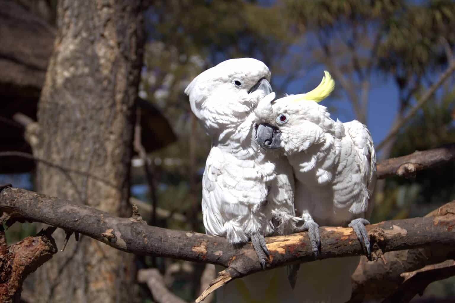 Why Do Parakeets Kiss Each Other? Talkie Parrot