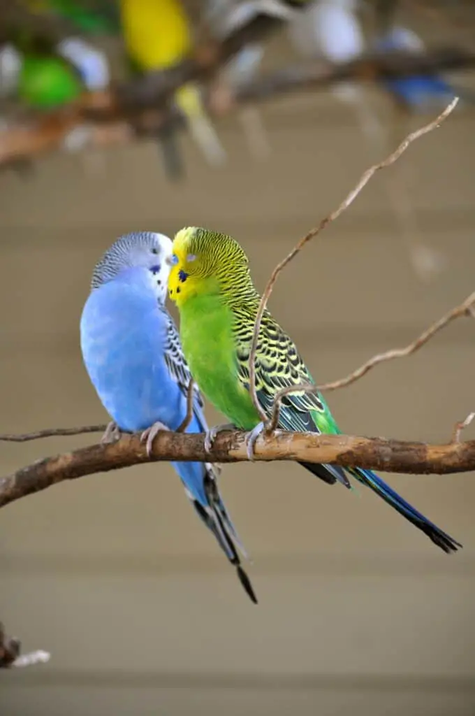 Why Do Parakeets Kiss Each Other? - Talkie Parrot