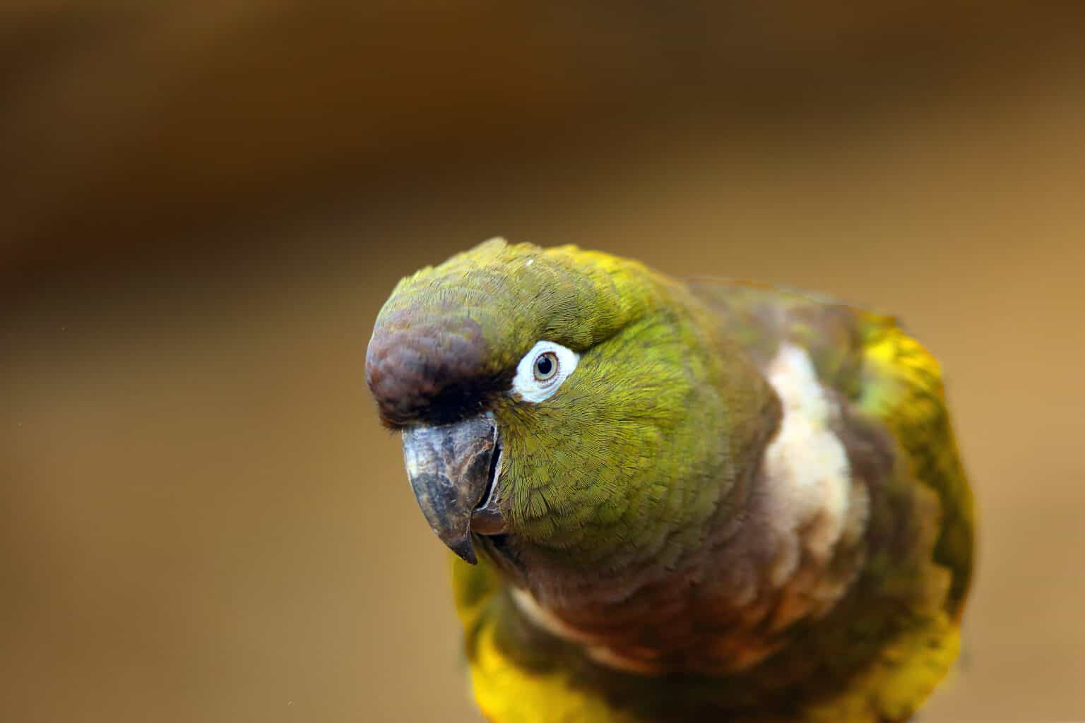 Do Green Cheek Conures Talk? Talkie Parrot