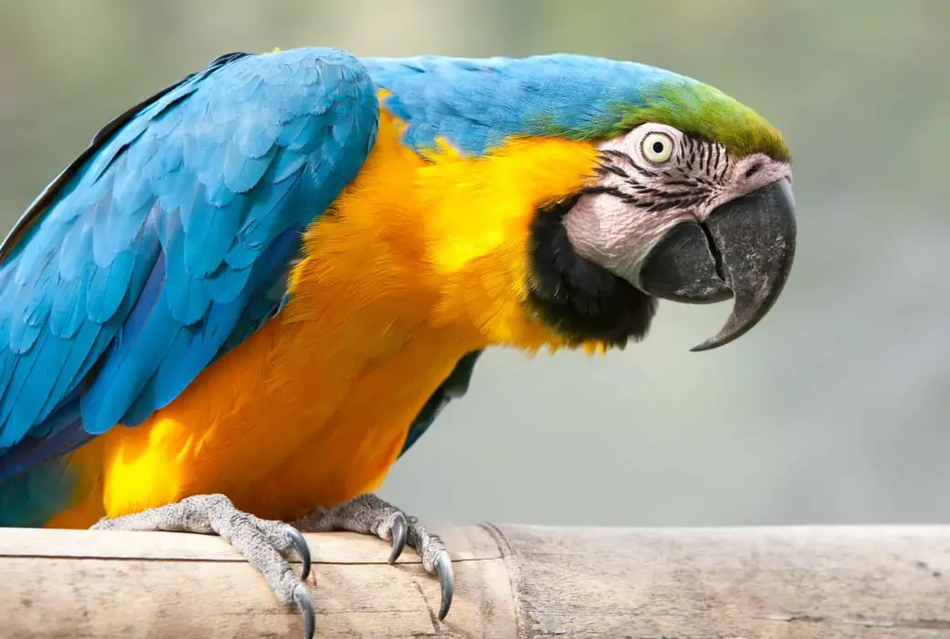 blue and gold macaw weight 