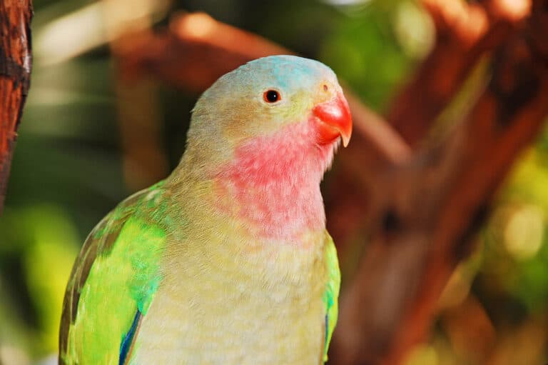 Can Princess Parrots Talk and How to Train Them? Talkie Parrot