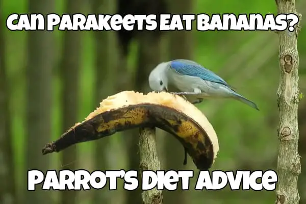 Parakeet eat banana