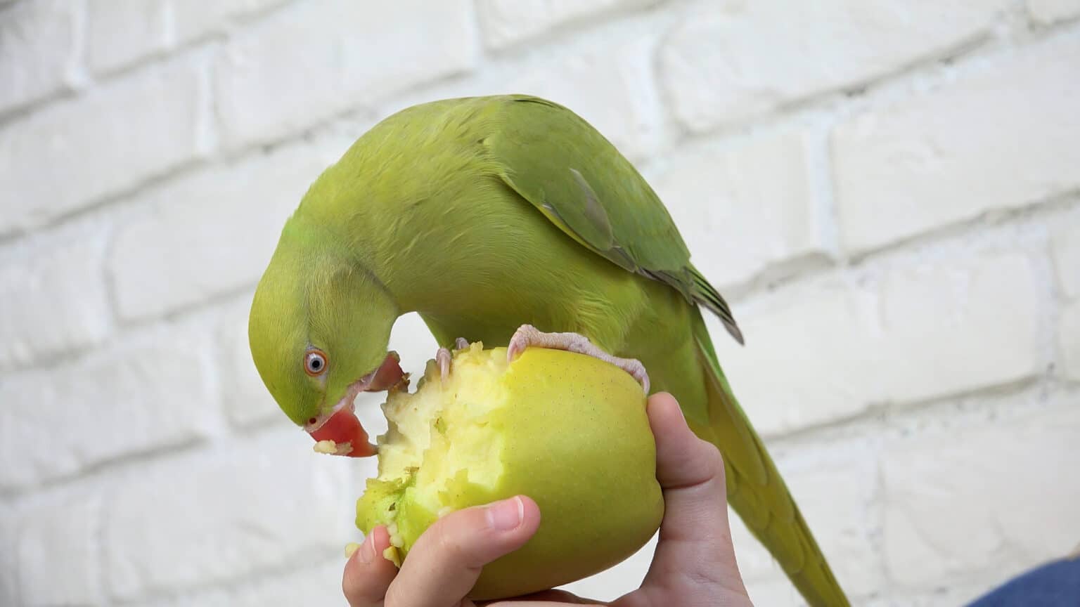 Попугай и яблоко. Попугай ест банан. Яблоки для волнистого попугая. Попугай ест фрукты.