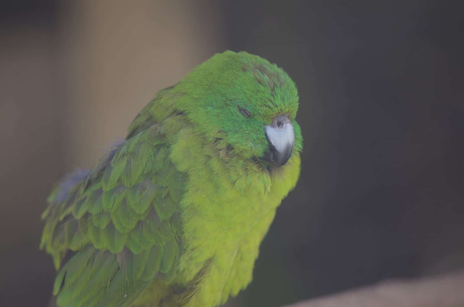 are-parakeets-loud-at-night-talkie-parrot