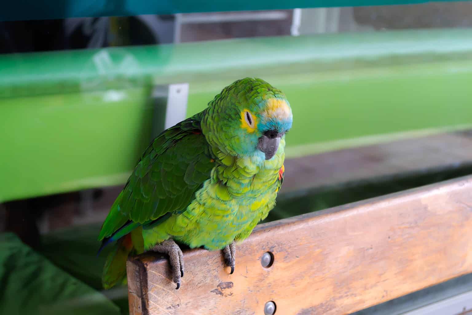 Are Parakeets Loud at Night? Talkie Parrot