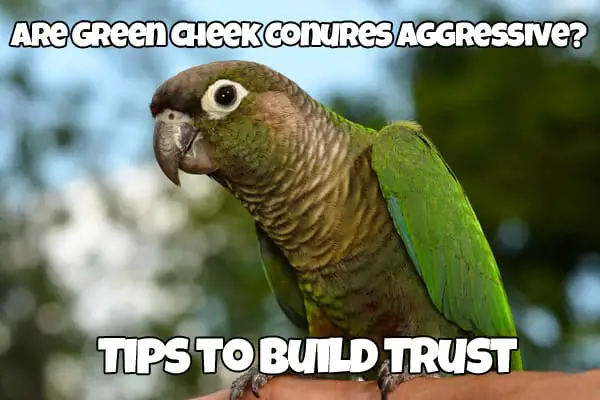 Green Cheek parrot