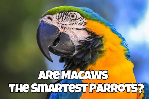 are macaws smart
