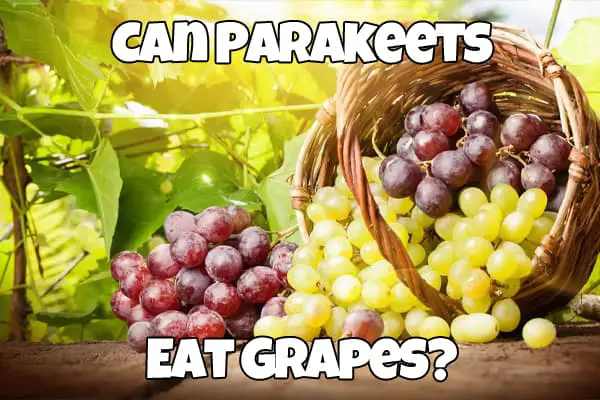 Can Parakeets eat grapes