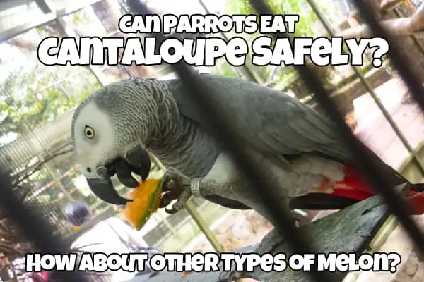 parrot eats cantaloupe