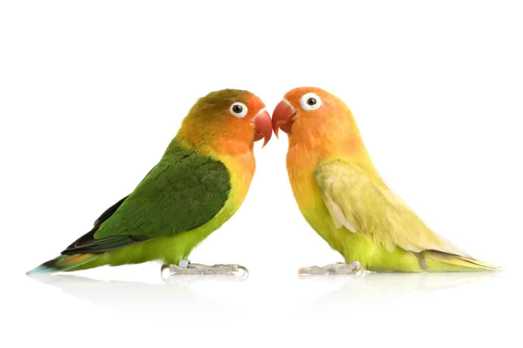 Should Lovebirds Be Kept In Pairs? Talkie Parrot