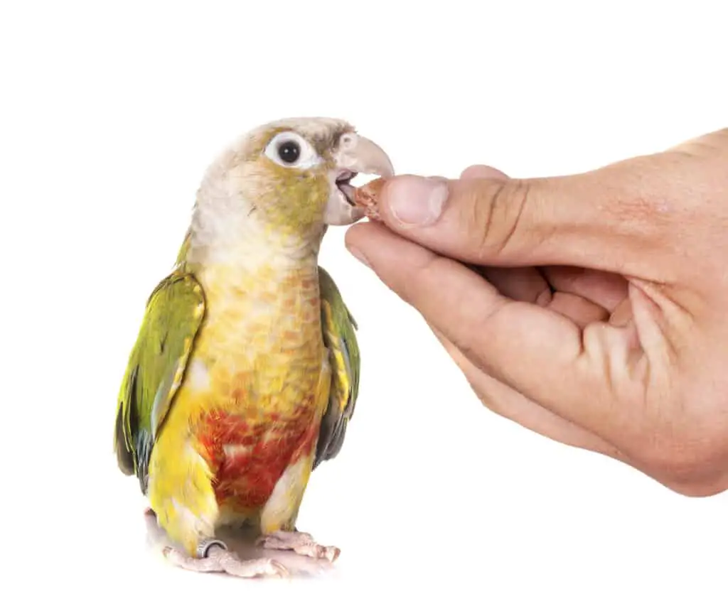 Are Green Cheek Conures Aggressive Tips To Build Trust Talkie Parrot