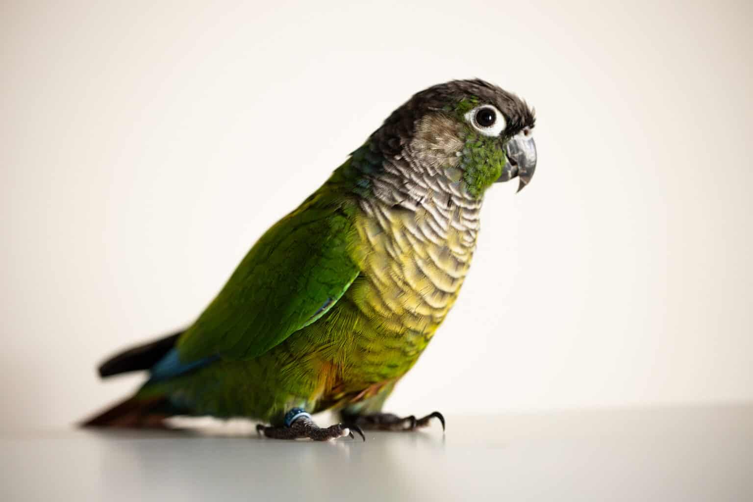 Are Green Cheek Conures Aggressive? Tips to Build Trust Talkie Parrot