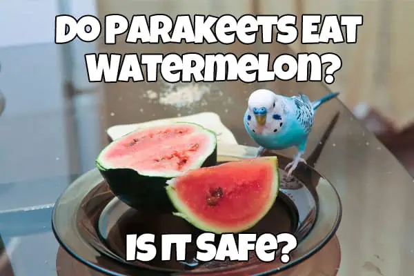 parakeets eat watermelon