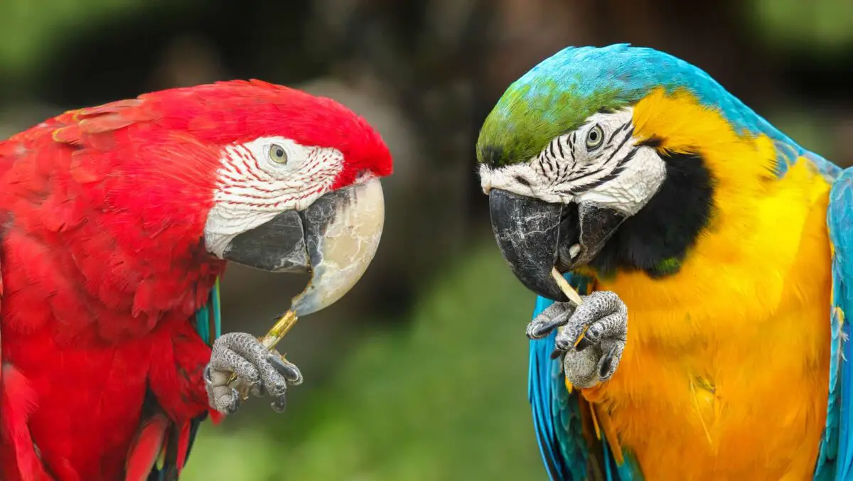 are parrots smart 