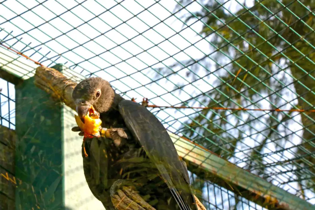 parrot eats melon