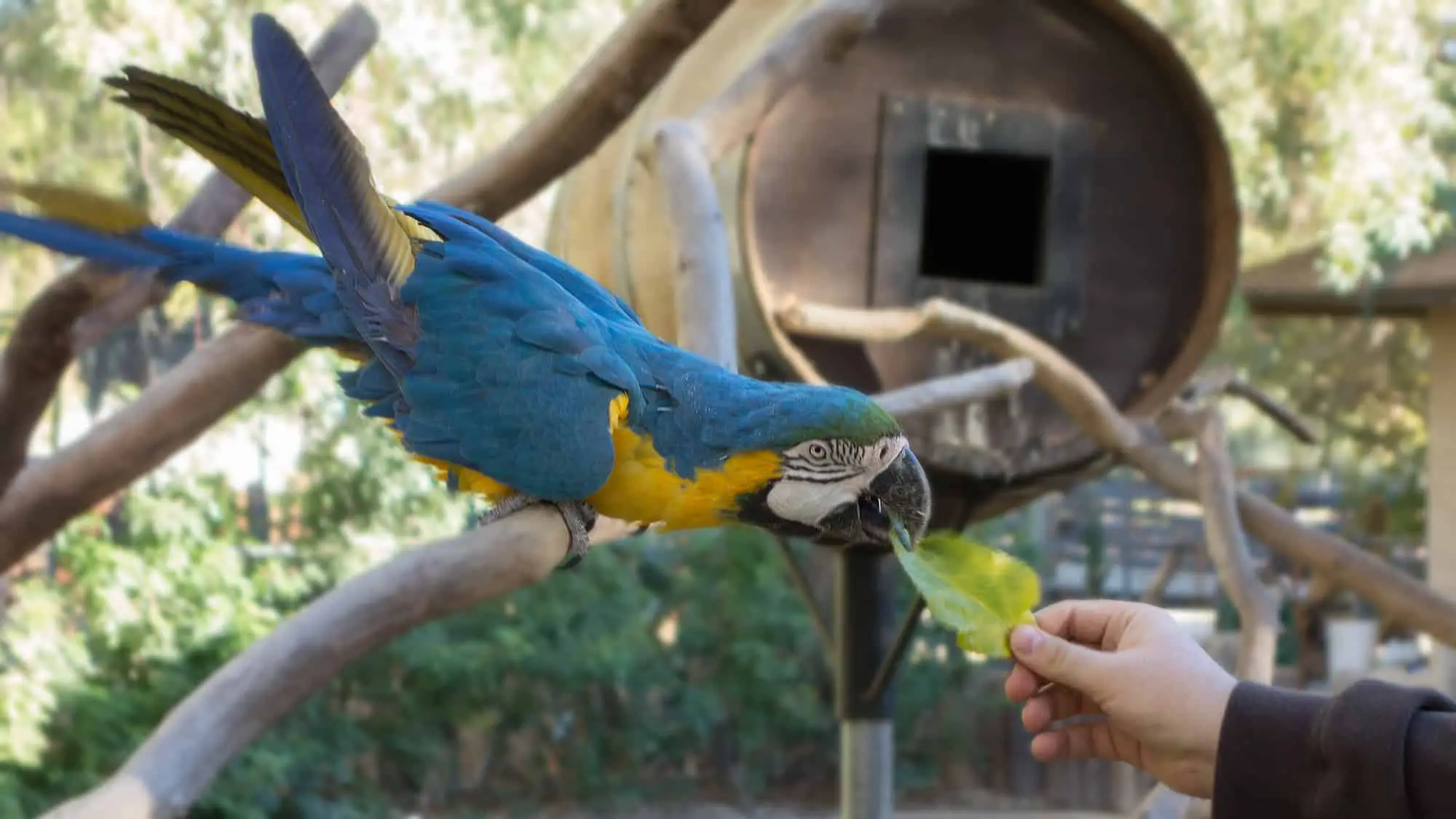 smart parrots 