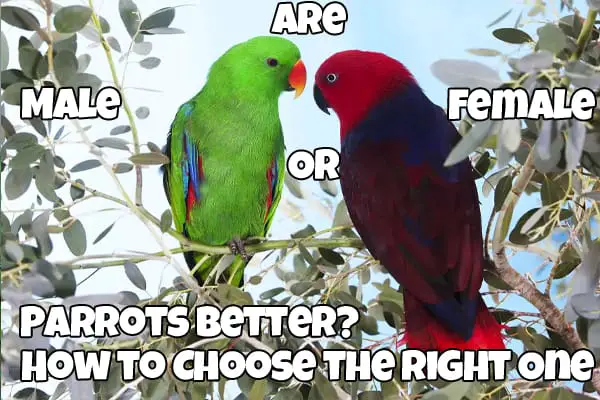Pair of parrots