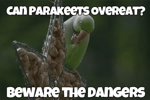parakeets eating