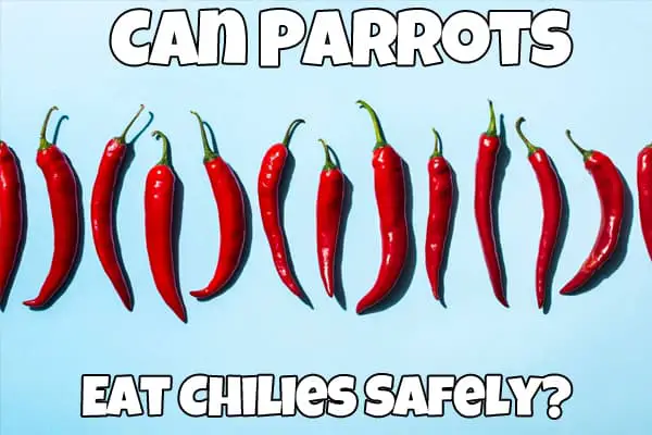 Can Parrots Eat Chillies