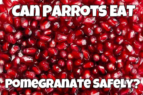 Parrots and Pomegranate