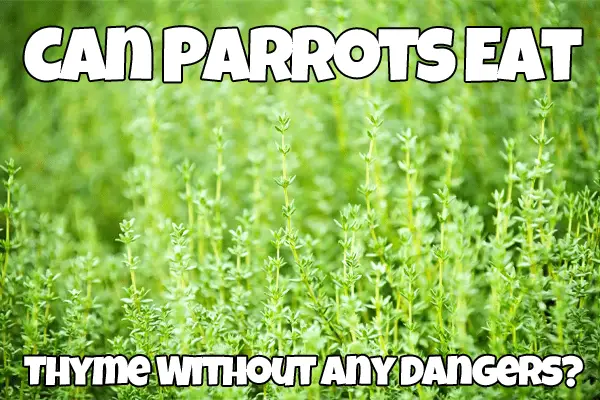 Can Parrots Eat Thyme