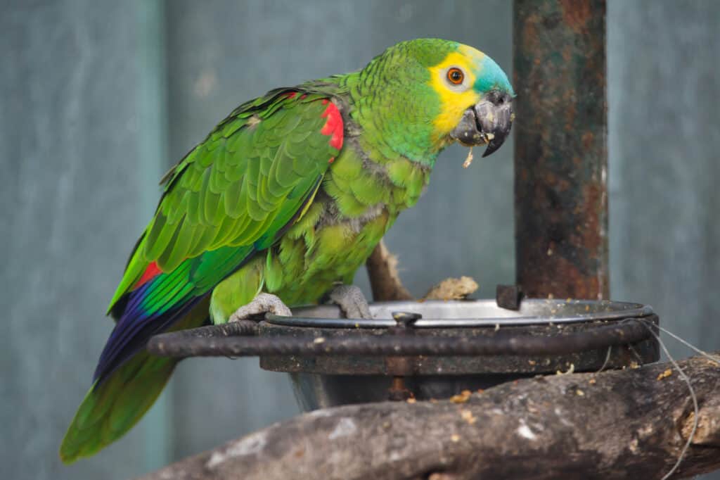 How Long Do Blue Fronted Amazons Live? Talkie Parrot