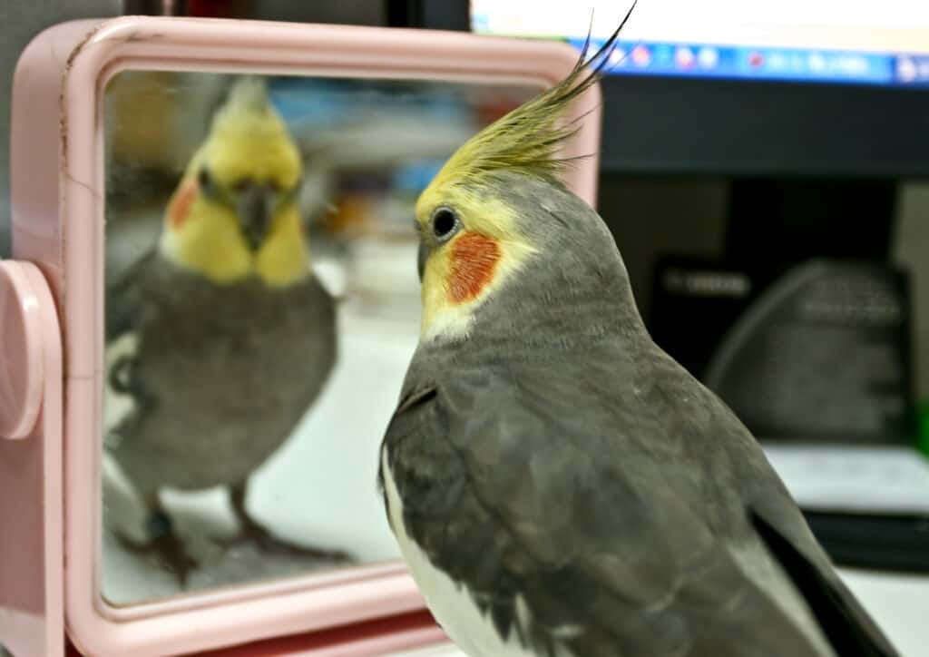 Do Cockatiels Like Mirrors