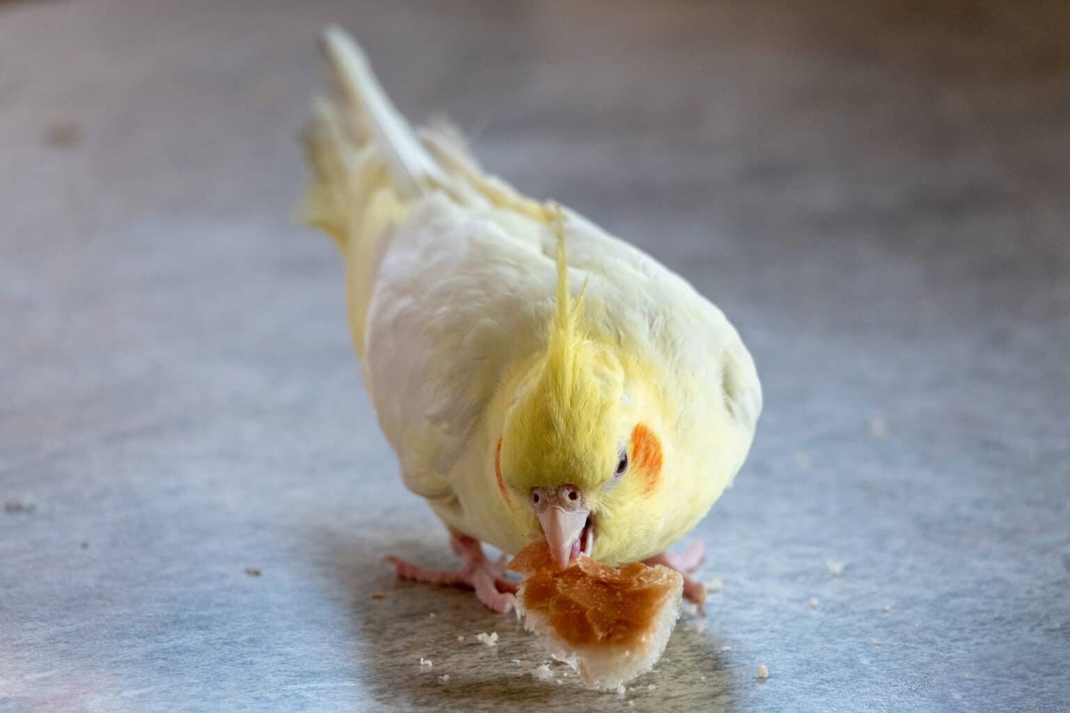 Are Toasters Safe for Parrots? 3 Best Toasters To Get Talkie Parrot