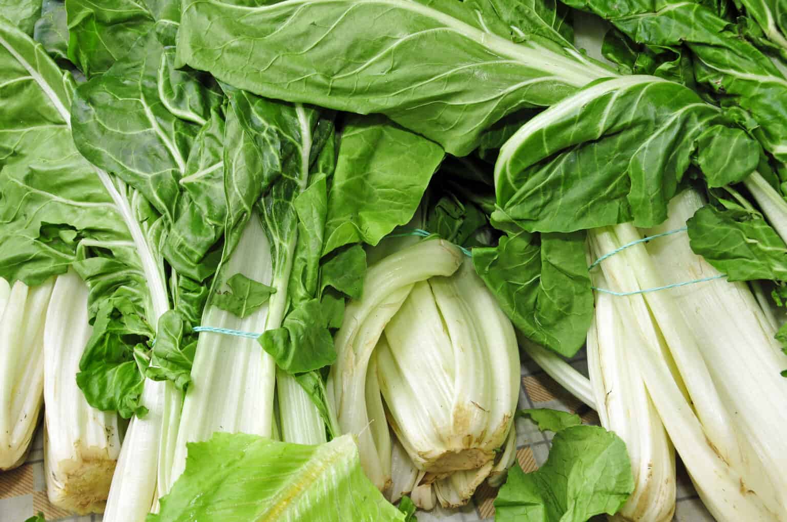 Can Parrots Eat Swiss Chard? Talkie Parrot