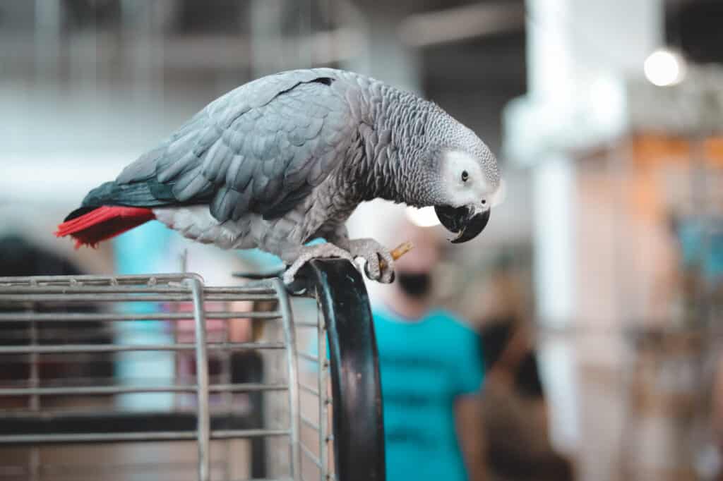 can-african-greys-eat-cheese-food-to-avoid-talkie-parrot