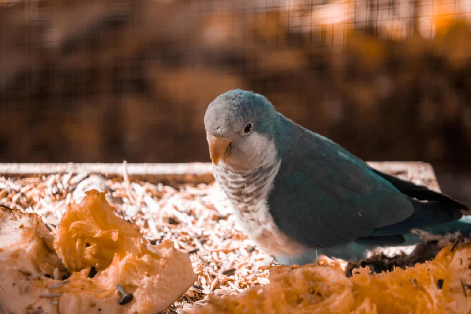 Can Parrots Eat Pears? Healthy Diet Tips Talkie Parrot