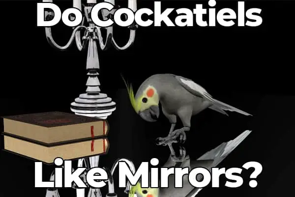 Parrot and mirror floor