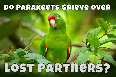 lonely parakeet