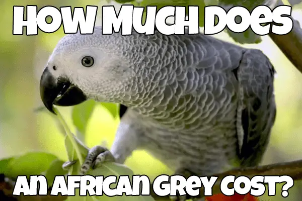 How much does an african Grey Cost
