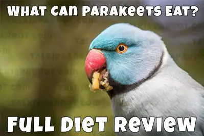 what parakeets eat