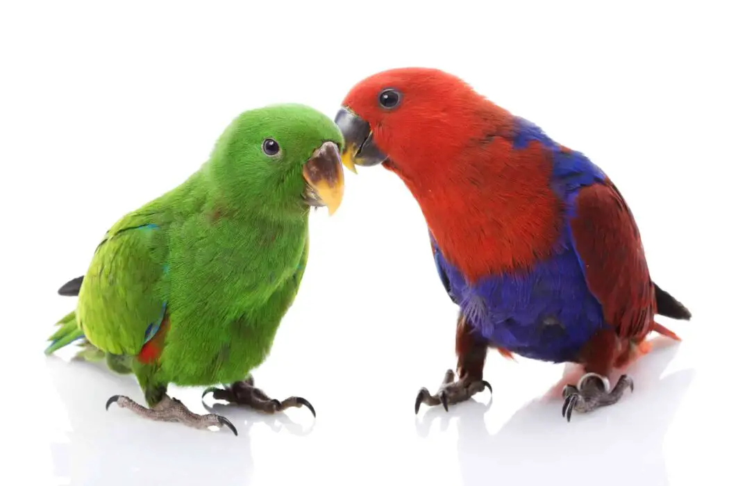 do eclectus parrots eat nuts