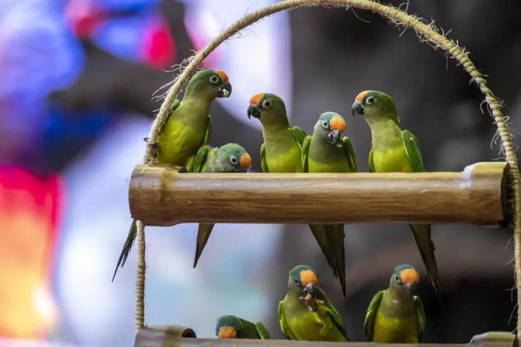 parakeet overeating