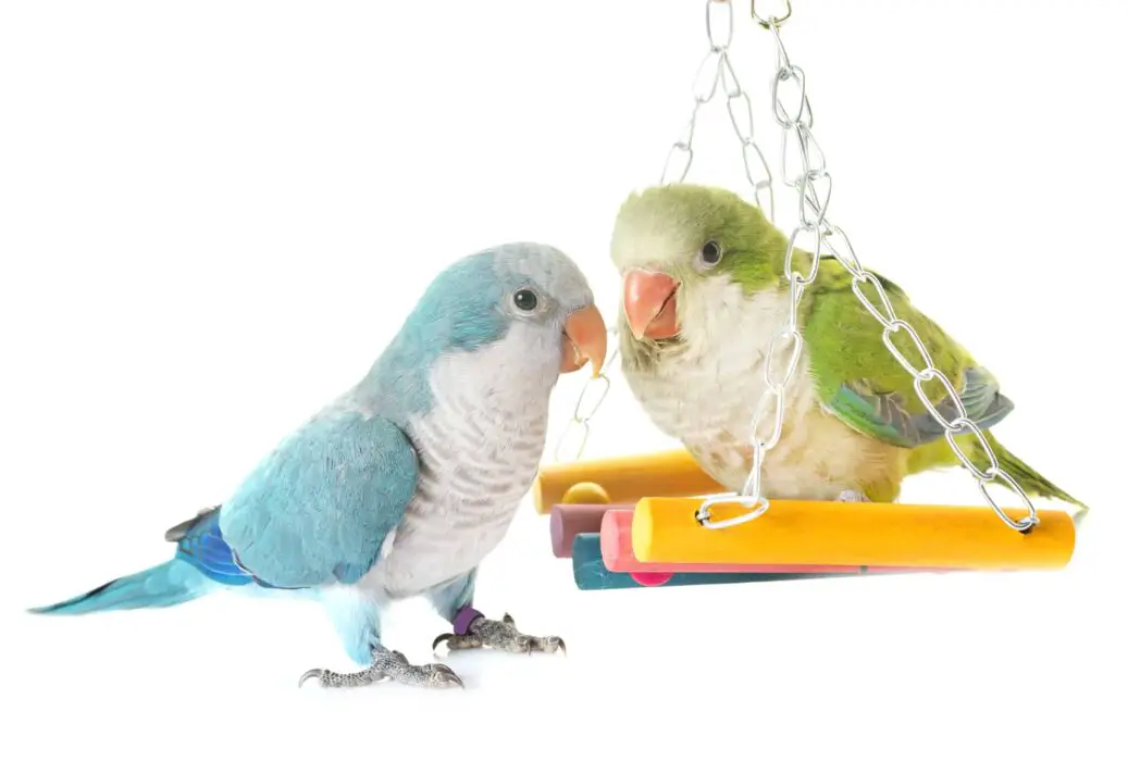 parakeets grief