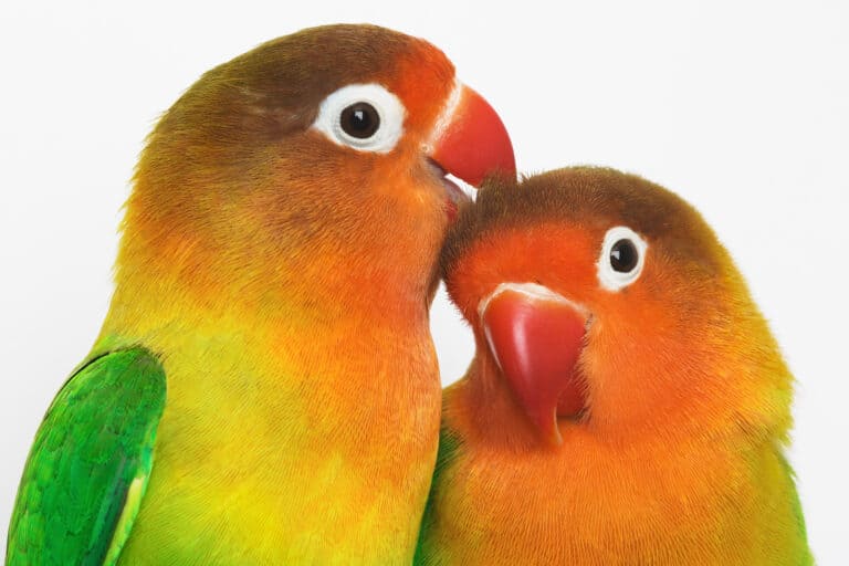 How Often Lovebirds Lay Eggs? Breeder's Guide Talkie Parrot
