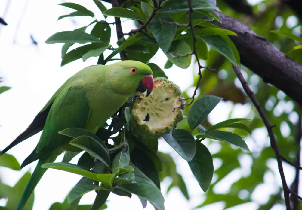 safe food for parakeets 
