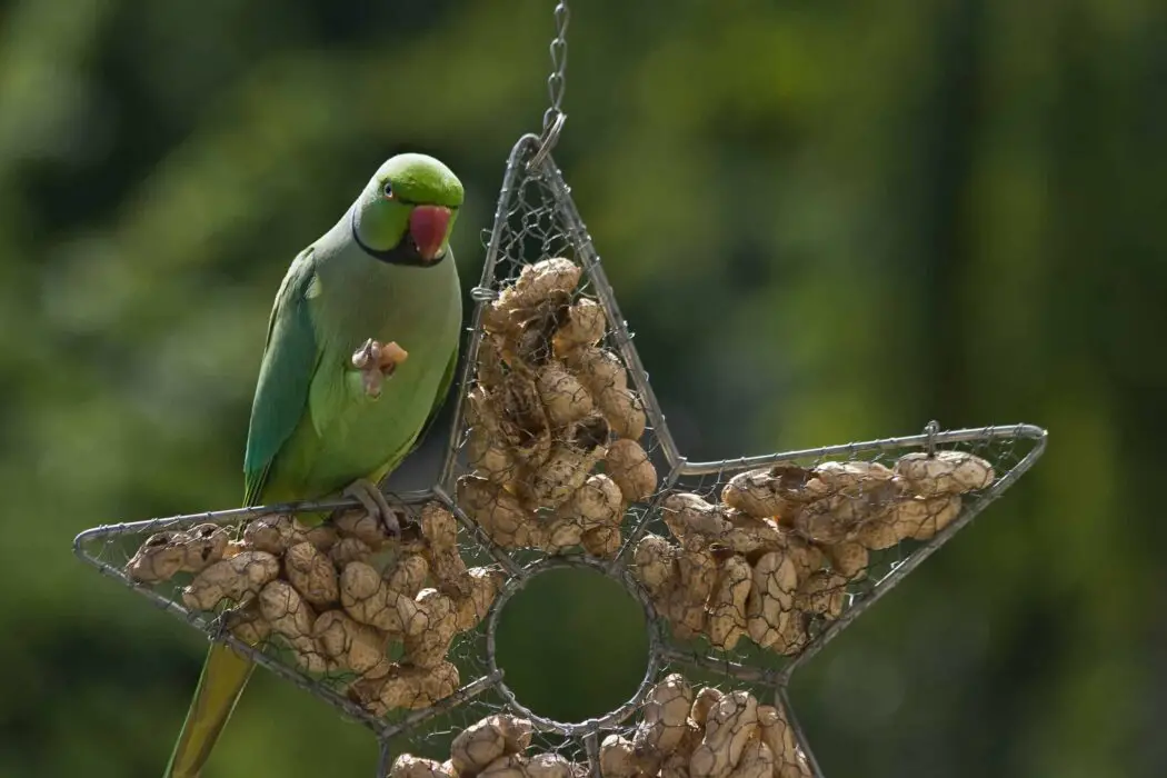 parakeet weight 