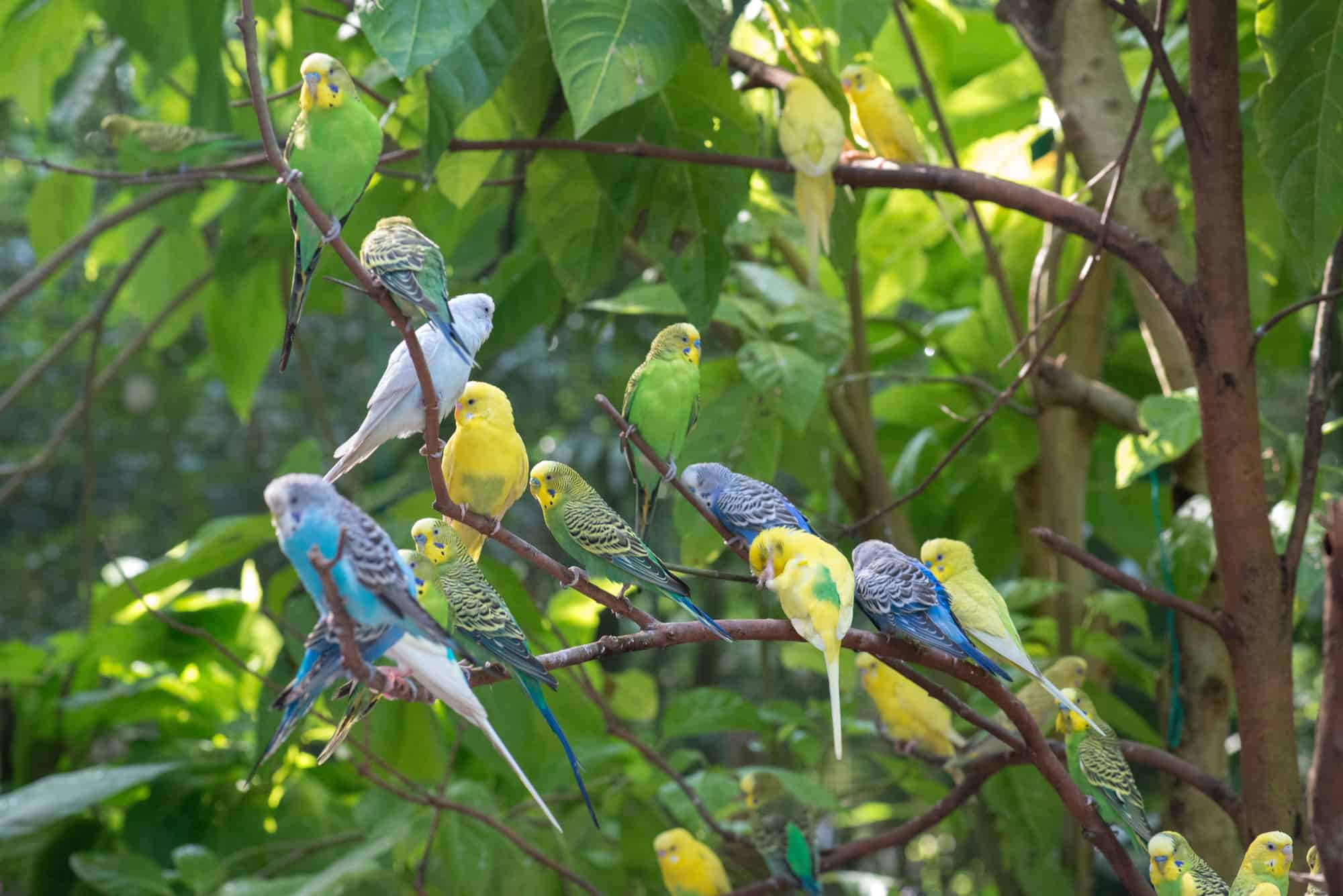 parakeets grieving 